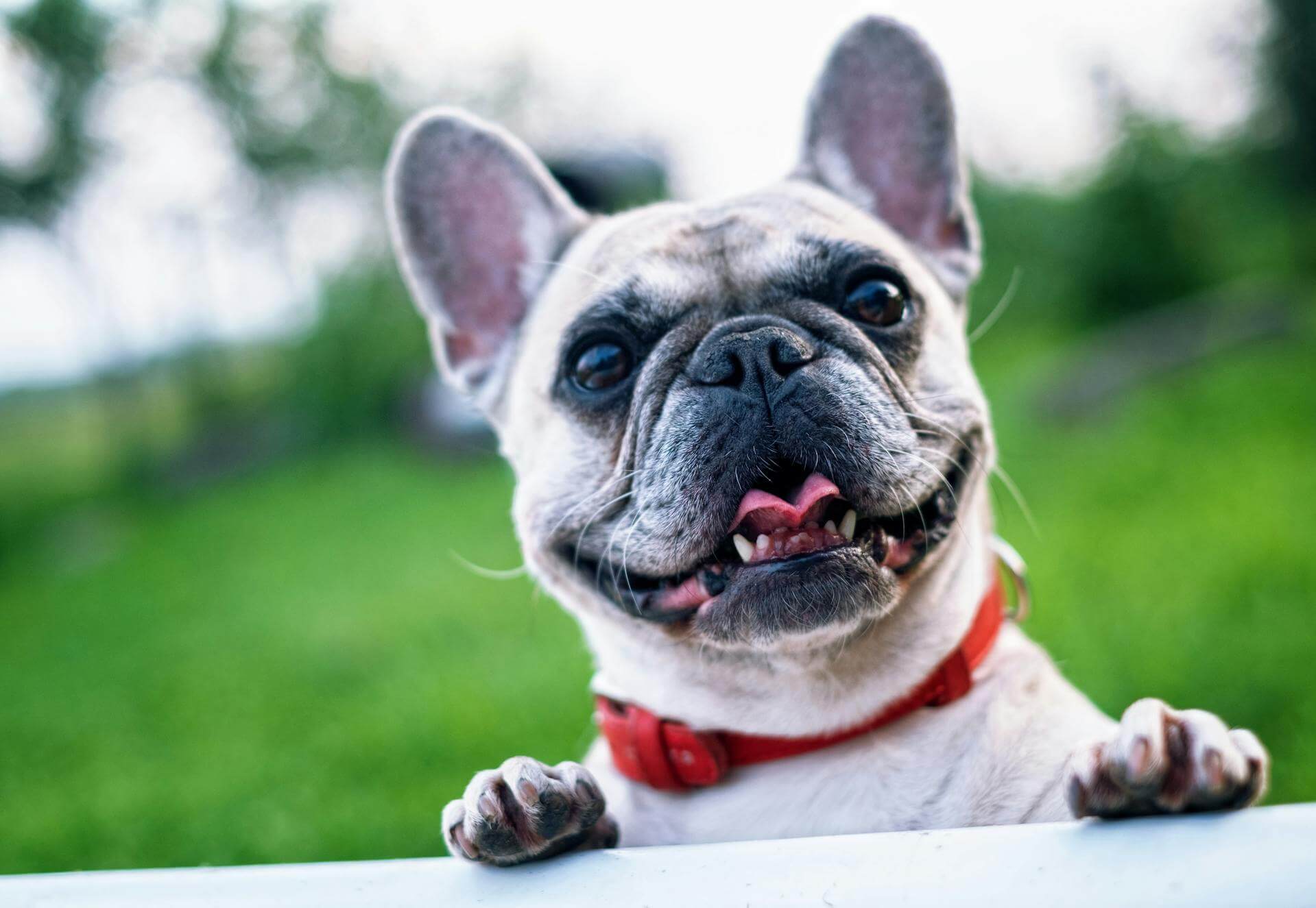 pet friendly booking retire hotel